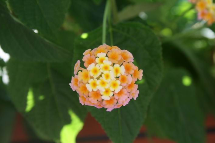 Kappad Beach, Calicut, Kerala, India - 10ker06img099.jpg